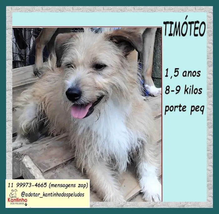 Cachorro ra a SRD-ViraLata idade 1 ano nome Timóteo