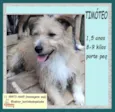 Timóteo