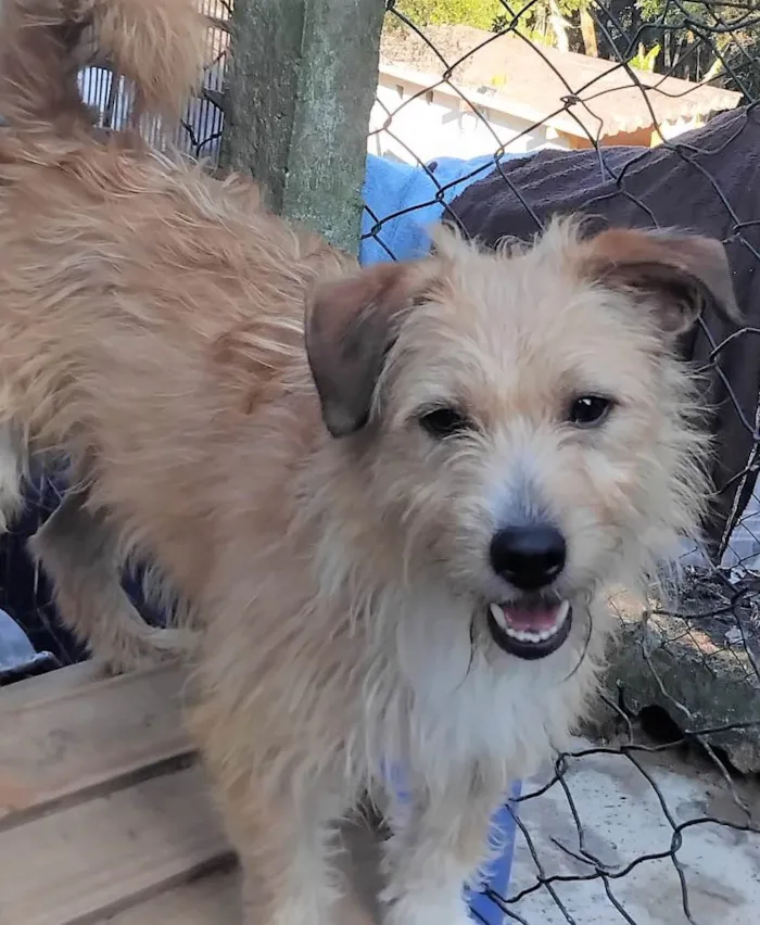 Cachorro ra a SRD-ViraLata idade 1 ano nome Timóteo