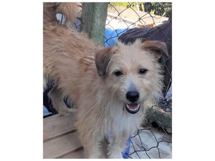 Cachorro ra a SRD-ViraLata idade 1 ano nome Timóteo