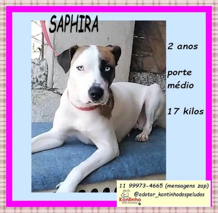 Cachorro ra a SRD-ViraLata idade 2 anos nome Saphira