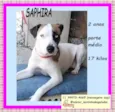 Saphira