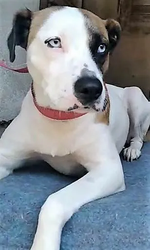 Cachorro ra a SRD-ViraLata idade 2 anos nome Saphira
