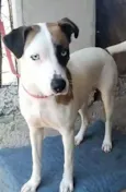 Saphira