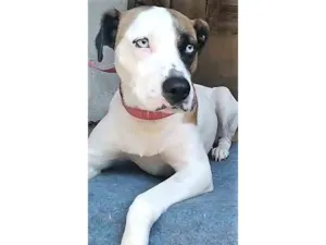 Cachorro raça SRD-ViraLata idade 2 anos nome Saphira