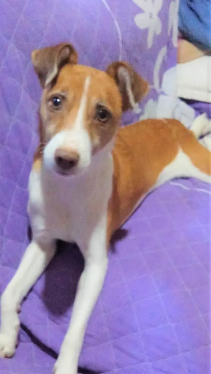 Cachorro ra a SRD-ViraLata idade 1 ano nome Samira