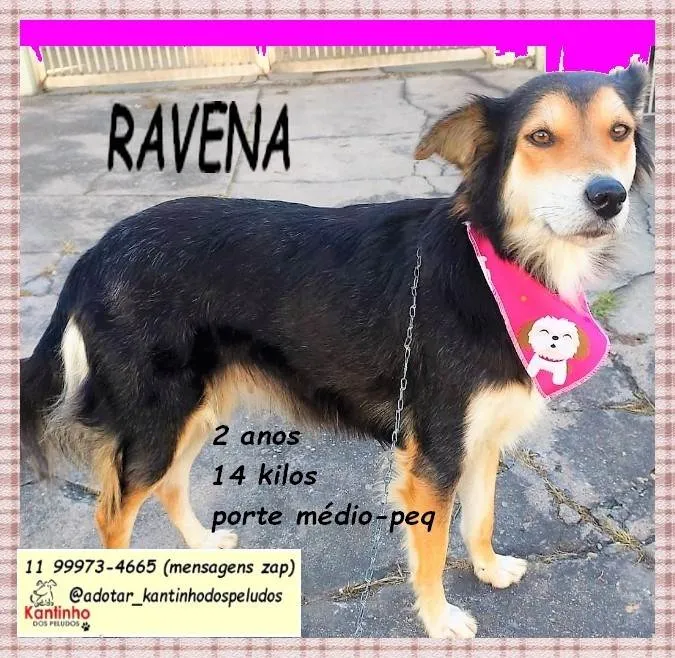 Cachorro ra a SRD-ViraLata idade 2 anos nome Ravena