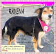 Ravena