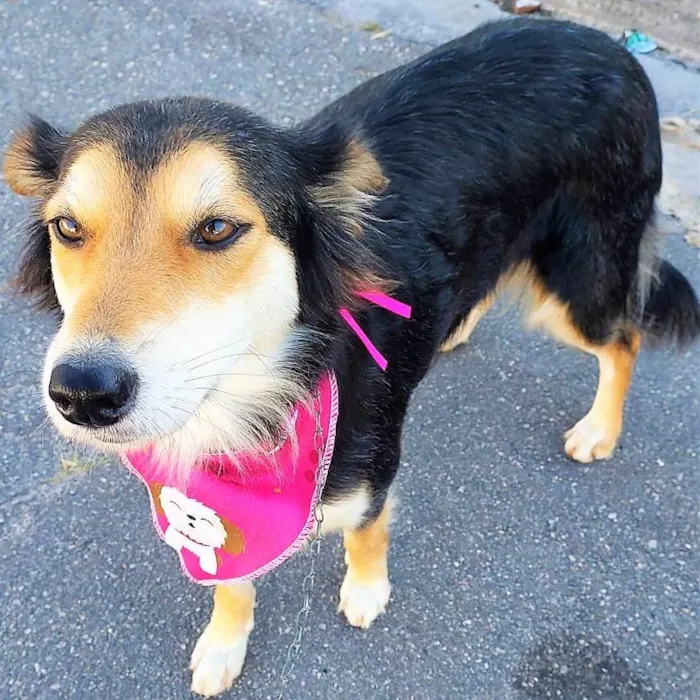 Cachorro ra a SRD-ViraLata idade 2 anos nome Ravena