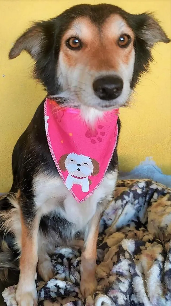 Cachorro ra a SRD-ViraLata idade 2 anos nome Ravena