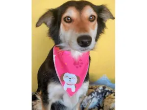 Cachorro raça SRD-ViraLata idade 2 anos nome Ravena