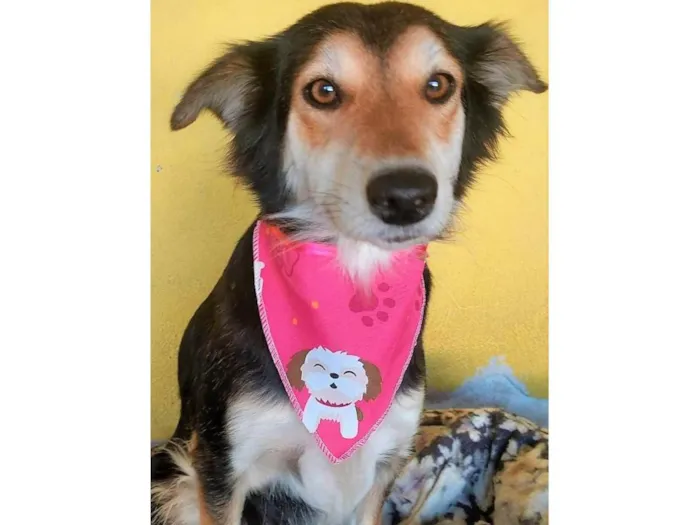 Cachorro ra a SRD-ViraLata idade 2 anos nome Ravena