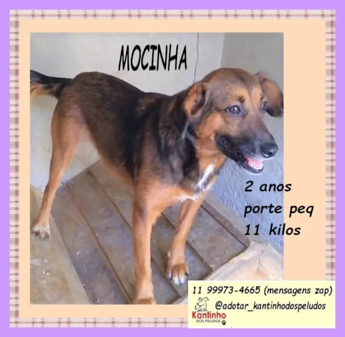 Cachorro ra a SRD-ViraLata idade 2 anos nome Mocinha