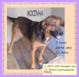 Mocinha