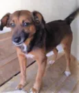 Mocinha