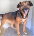 Mocinha