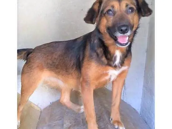 Cachorro ra a SRD-ViraLata idade 2 anos nome Mocinha