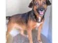 Mocinha
