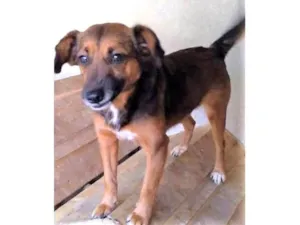 Cachorro raça SRD-ViraLata idade 2 anos nome Mocinha