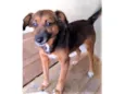 Mocinha