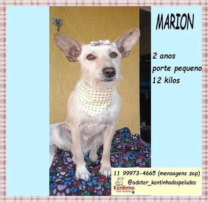 Cachorro ra a SRD-ViraLata idade 2 anos nome Marion