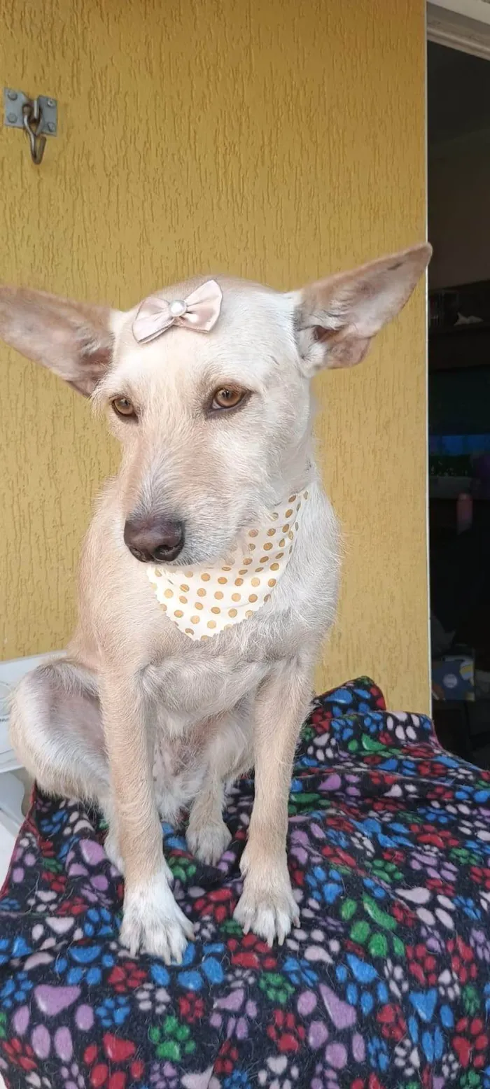 Cachorro ra a SRD-ViraLata idade 2 anos nome Marion