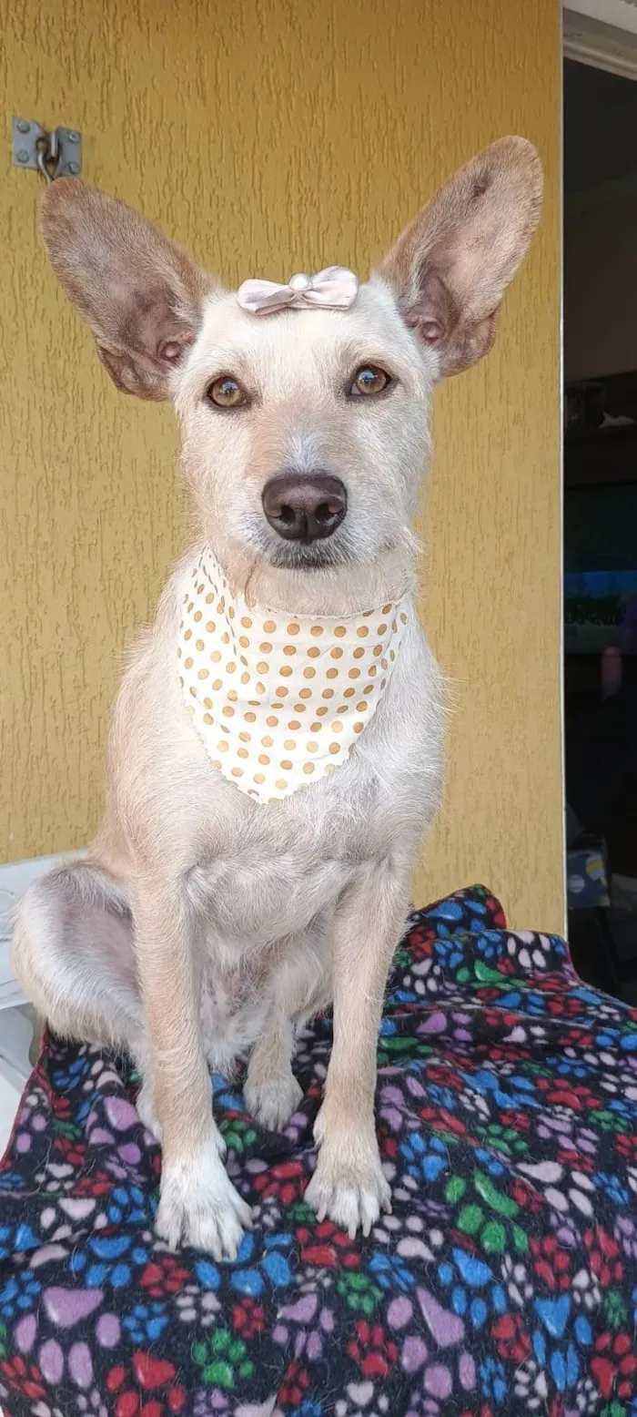 Cachorro ra a SRD-ViraLata idade 2 anos nome Marion