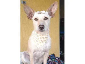 Cachorro raça SRD-ViraLata idade 2 anos nome Marion
