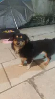 Amora