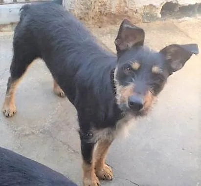 Cachorro ra a SRD-ViraLata idade 2 anos nome Marília