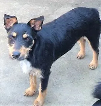 Cachorro ra a SRD-ViraLata idade 2 anos nome Marília