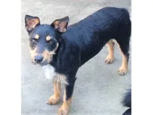 Cachorro raça SRD-ViraLata idade 2 anos nome Marília