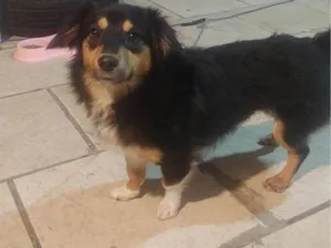 Cachorro raça SRD-ViraLata idade 7 a 11 meses nome Amora
