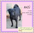 Maju
