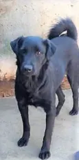 Maju