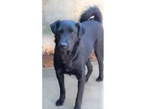 Cachorro raça SRD-ViraLata idade 7 a 11 meses nome Maju