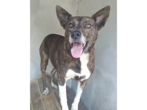 Cachorro raça SRD-ViraLata idade 4 anos nome Madalena