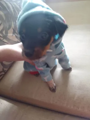 Cachorro raça Pinscher idade 2 a 6 meses nome Tulio