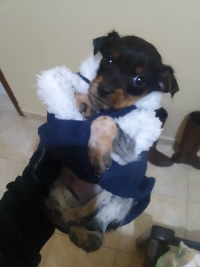 Cachorro ra a Pinscher idade 2 a 6 meses nome Tulio