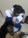 Tulio