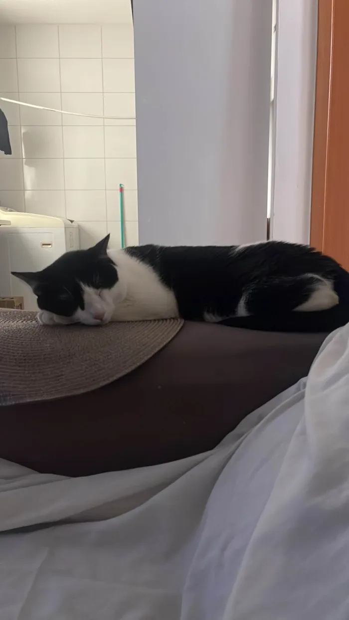 Gato ra a SRD-ViraLata idade 1 ano nome Chico
