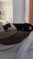 Chico