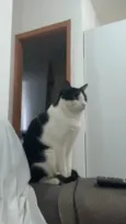 Chico