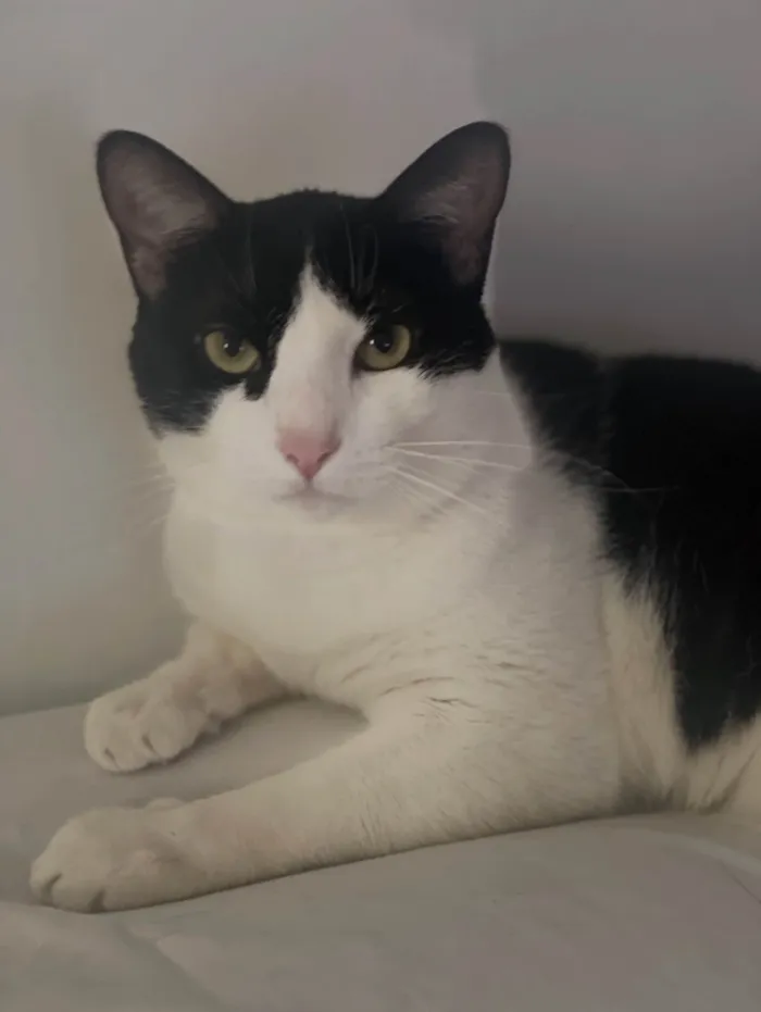 Gato ra a SRD-ViraLata idade 1 ano nome Chico