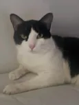 Chico