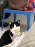 Chico