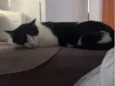 Chico