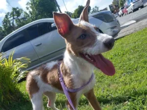 Cachorro raça SRD-ViraLata idade 2 anos nome Layla