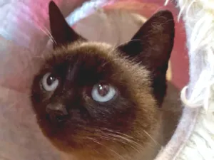 Gato raça SRD-ViraLata idade 1 ano nome Juliette