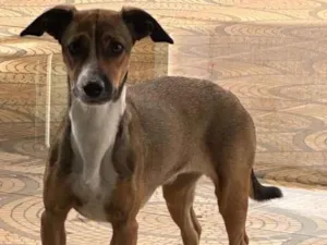 Cachorro raça SRD-ViraLata idade 2 anos nome cloe 